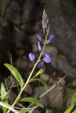 Polygala vulgaris L. ?<br/>Lângă Baia Mare, Valea Firiza, 27 May 2012 © Adrian Schlesinger - public domain (<a href=https://creativecommons.org/publicdomain/zero/1.0/ target=_blank>CC0 1.0</a>)